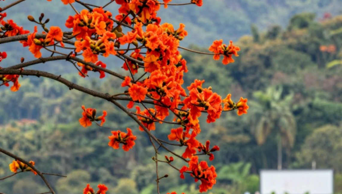 खाली खाना: भारतीय एथलेटिक्स में 'आँकड़ा नहीं है' को 'दिक्कत नहीं है' क्यों पढ़ा जाता है